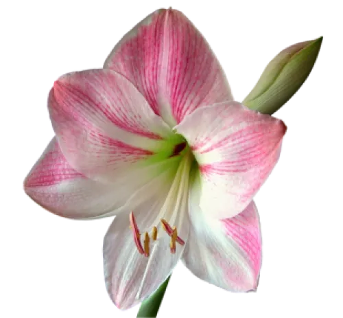 White and pink Amaryllis flower.