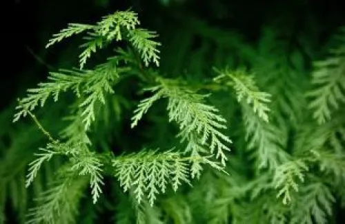 Green grandular leaves on a cedar tree.