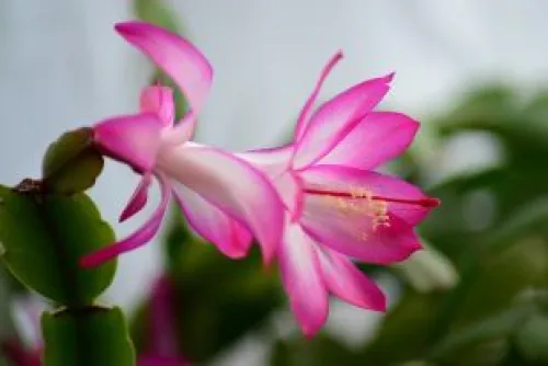 Pink and white flower of a Christmas cactus.