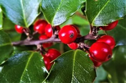 Red holly berries on the branch of a holly bush.