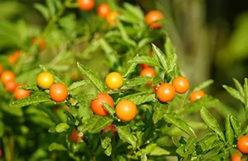 Orange Jerusalem cherries on the branch of a Jerusalem cherry plant.