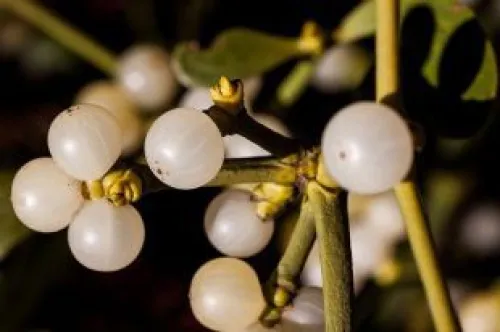 White berries on the branch of a Mistletoe plant.