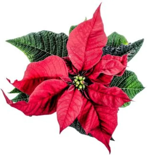 A red poinsettia flower with green leaves. 