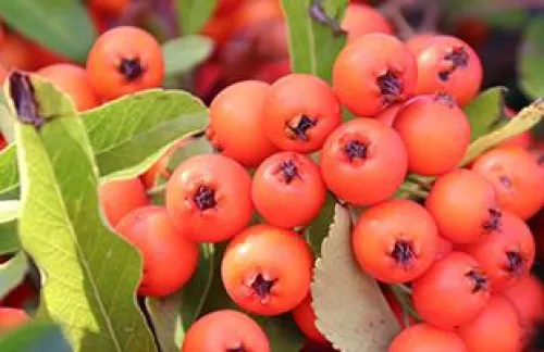 Orange berry clusters on a Pyracantha bush.