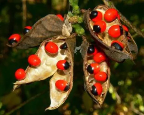 Open seed pods with red and black jequirity beans inside. 