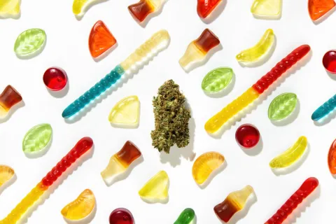 A dried cannabis plant in the center of assorted gummies situated over a white backdrop.
