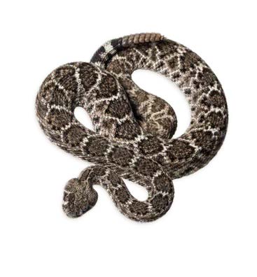 A rattlesnake displayed on a white background, showcasing its scales and elongated body.
