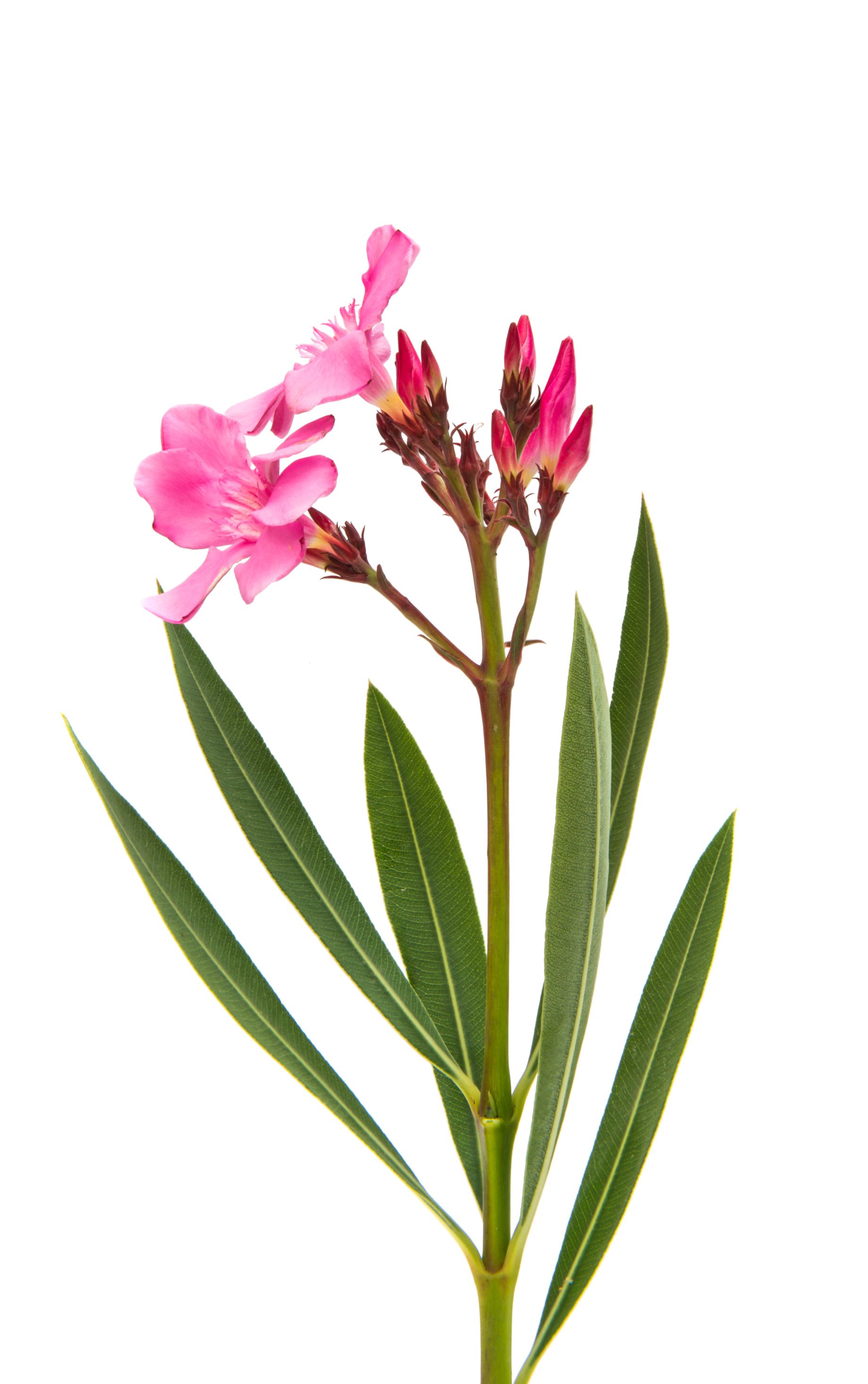 Oleander, Nerium oleander