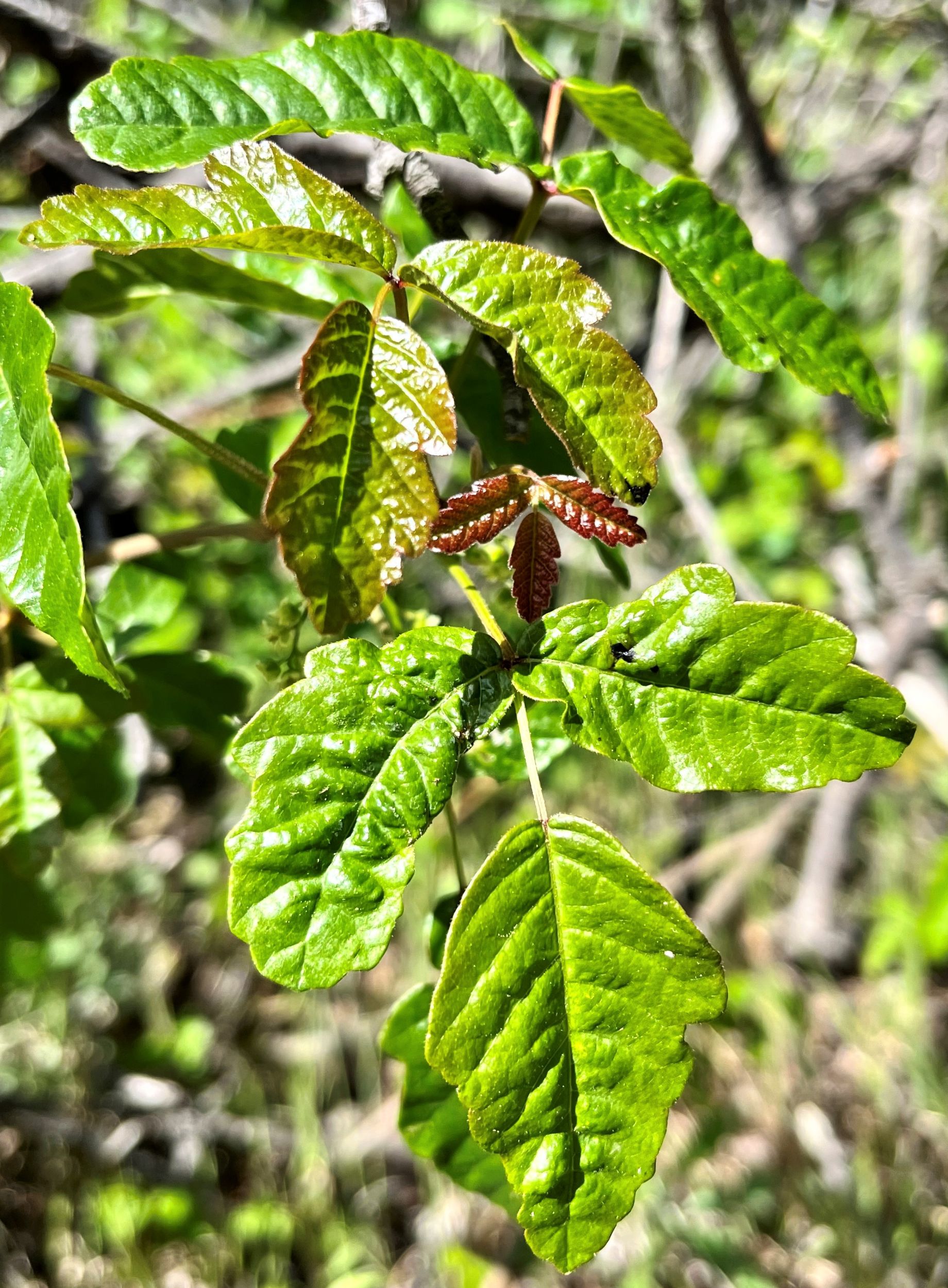 Poison Oak, Toxicondendron diversiloba